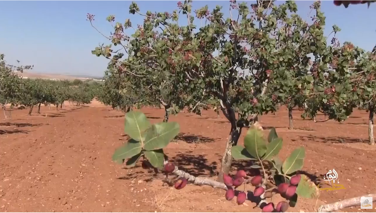الفستق الحلبي في عين العرب كوباني… وفرةٌ في المحصول وضعف في التصريف بسبب إغلاق الحدود