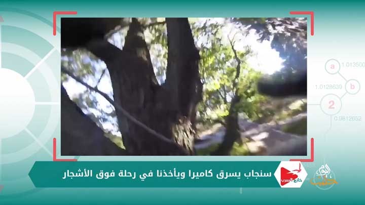 خارج السرب الحلقة 52 – الزرافات في فنادق كينيا تقاسم السياح وجبة الفطور