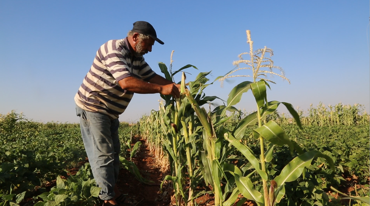 الزراعة في ريف حلب الشمالي.. فائض في الإنتاج وانعدام طرق التصدير