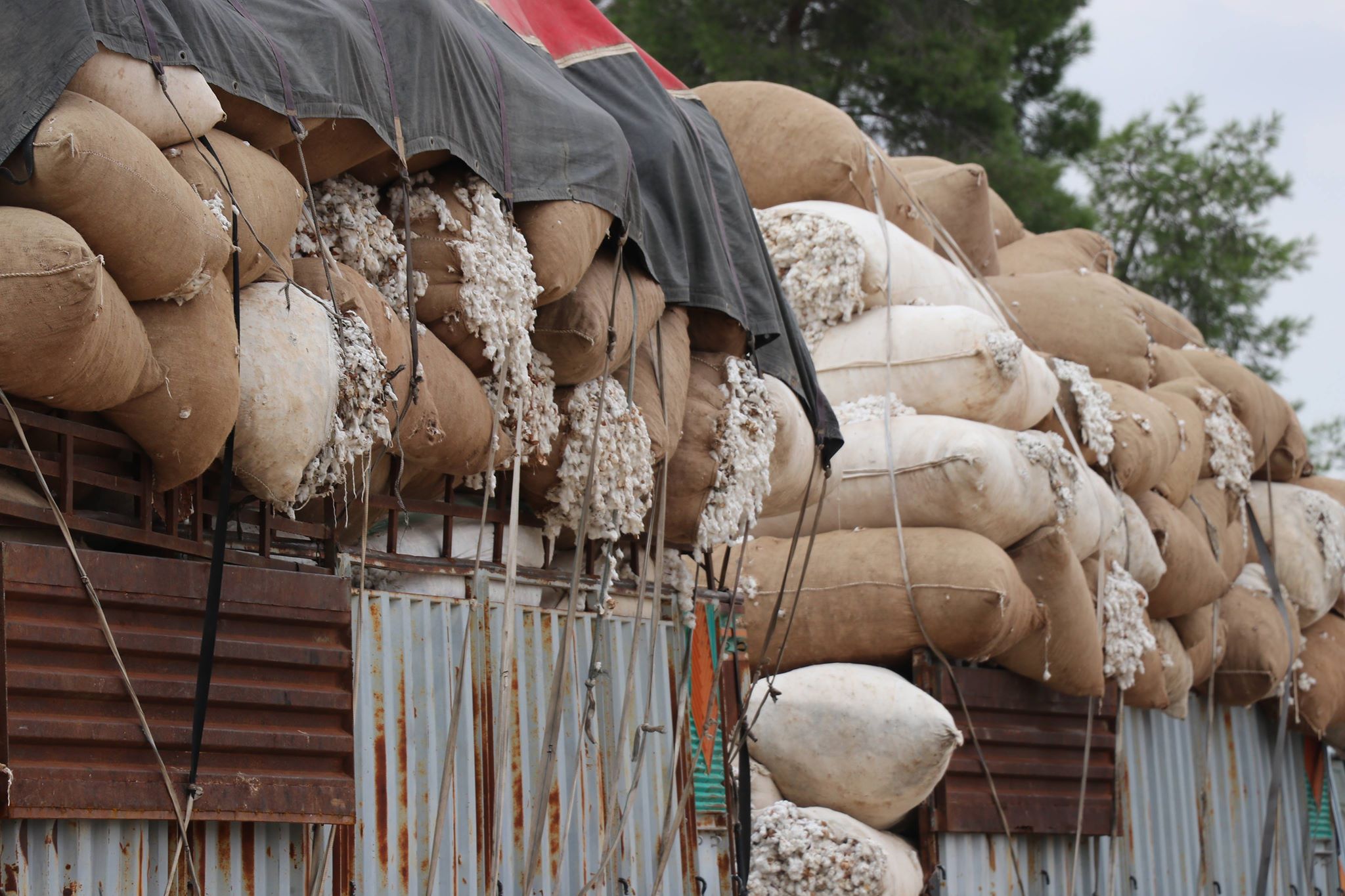 رغم ترميم محلج الحسكة…  الإدارة الذاتية تبيع القطن الخام للتجار