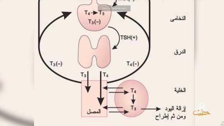 عليكم العافية – اضطرابات الغدة الدرقية