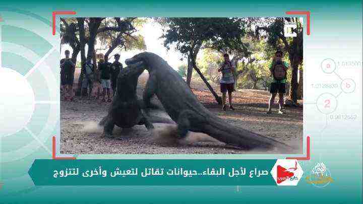 خارج السرب 70- صراع لأجل البقاء..حيوانات تقاتل لتعيش وأخرى لتتزوج ومنوعات أخرى