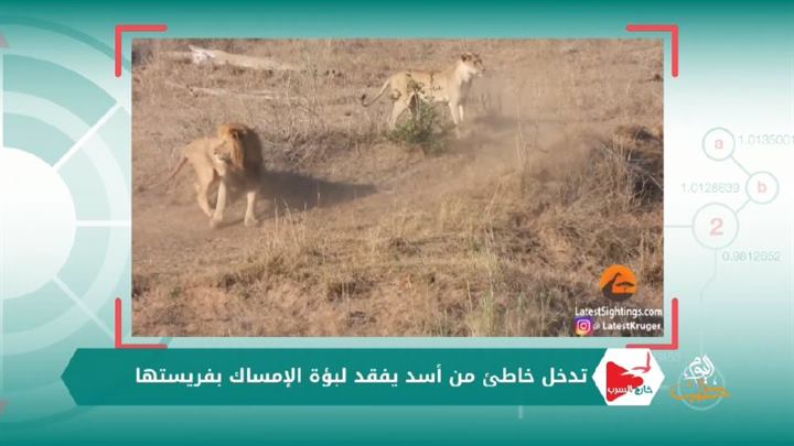 خارج السرب 71- فيلة بمواجهة سياح وتمارين رياضية بديلاً عن الغرامات ومنوعات أخرى