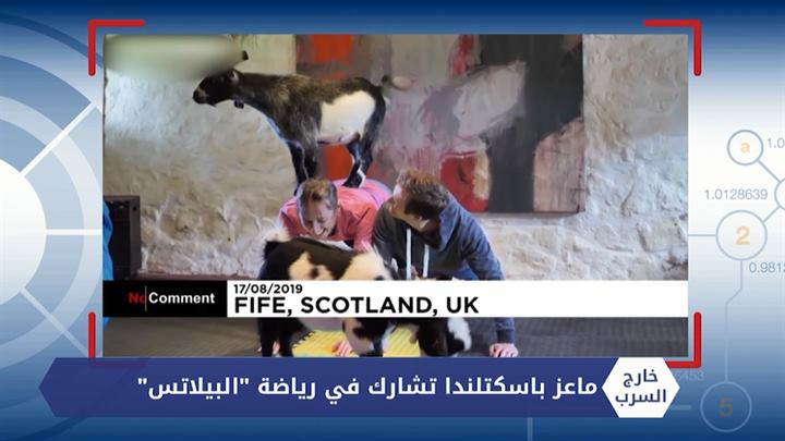 خارج السرب – أنثى وحيد قرن تتحدى فيلاً لحماية صغيرها وتمساح يعترض قطيع من الجواميس ومنوعات أخرى