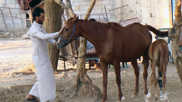 بعد بتر قدمها في القصف.. المهرة شام تمشي مجدداً إثر تركيبها طرفاً صناعياً