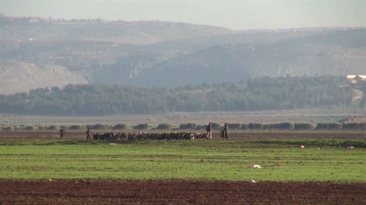 جولات – الفريرية.. المجتمع والثروة الحيوانية