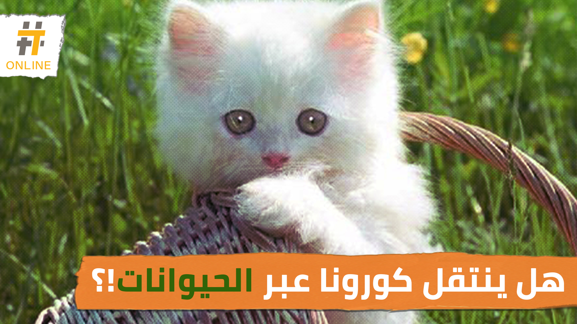 هل الحيوانات الأليفة وغيرها تنقل العدوى بفيروس كورونا!؟