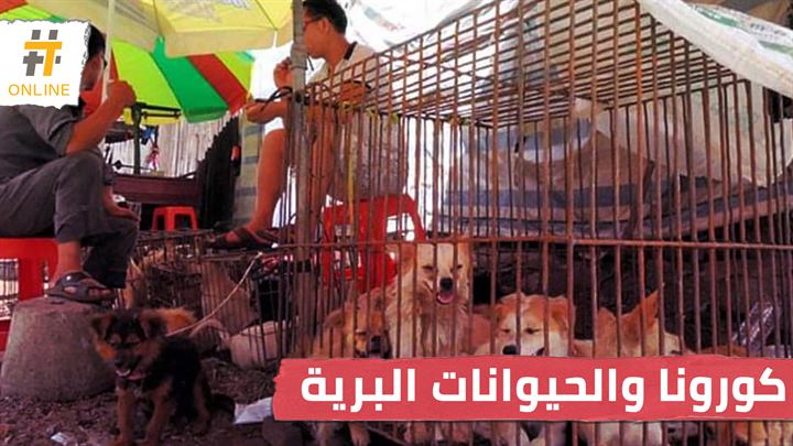 مسؤولة أممية تدعو لفرض حظر عالمي على أسواق الحيوانات البرية