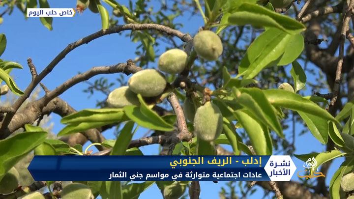 لماذا  اكتسبت إدلب لقب الخضراء ؟