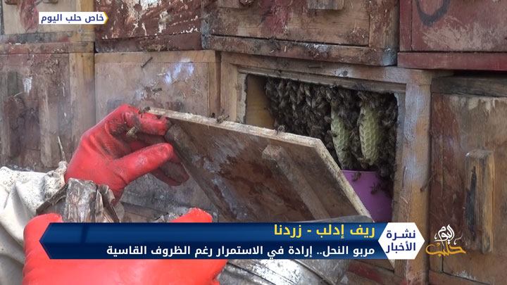 مربو النحل في ريف إدلب.. إرادة في الاستمرار رغم الظروف القاسية