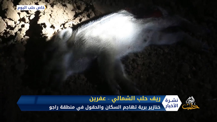 قطيع من الخنازير البرية الشرسة يهاجم حقول وسكان منطقة راجو بريف عفرين والأهالي يتصدون لها بالقتل