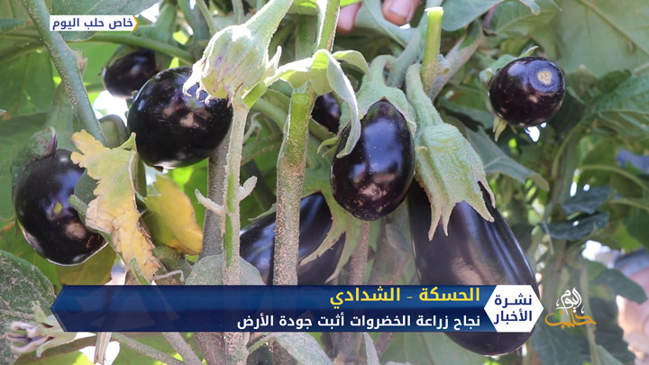 لأول مرة.. زراعة الخضروات في حقول القمح والشعير بريف الحسكة