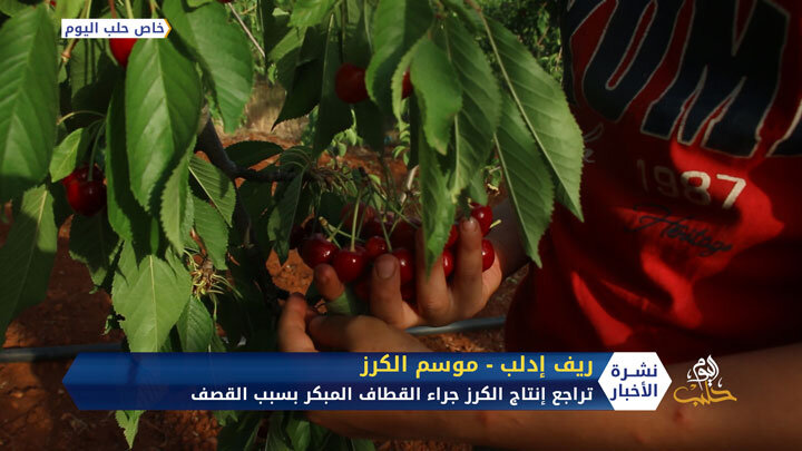 موسم الكرز في إدلب.. تراجع في الإنتاج وسوء في التصريف