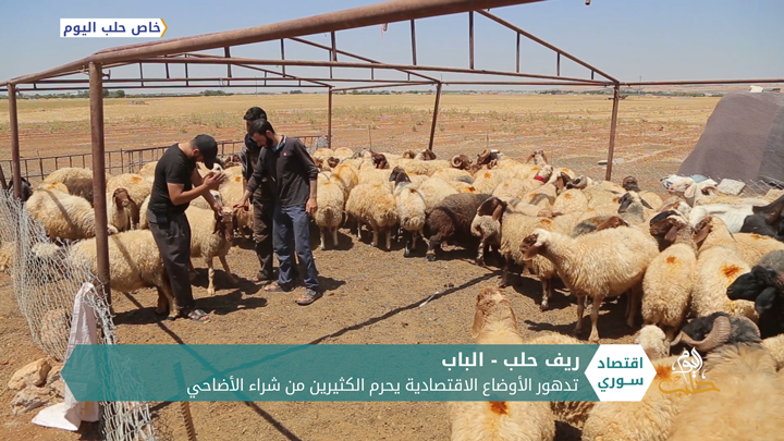 قبيل عيد الأضحى.. تردي الأوضاع الاقتصادية يضرب تجارة المواشي