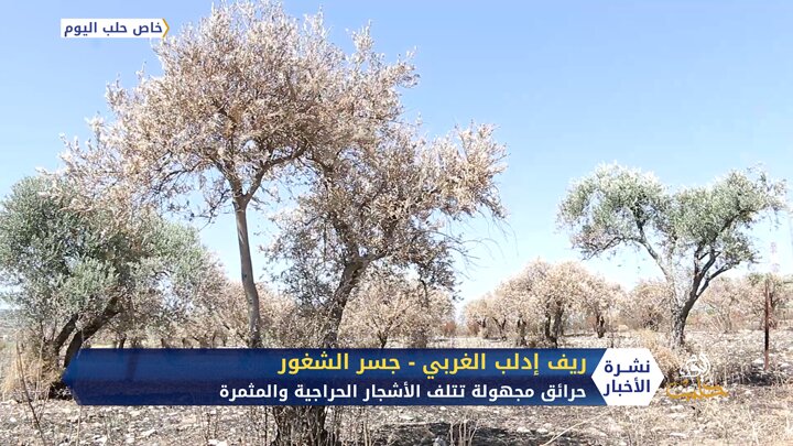 نشوب الحرائق المجهولة يتسبب بتلف الأشجار المثمرة شمالي سوريا