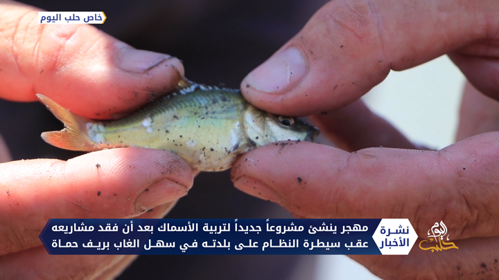 بعد سيطرة النظام على مشاريعه.. مربي أسماك يؤسس مشروعاً جديداً في بلدة راجو شمالي حلب