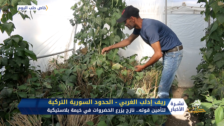 لتأمين قوته.. نازح يزرع الخضروات في خيمة بلاستيكية عند الحدود السورية التركية