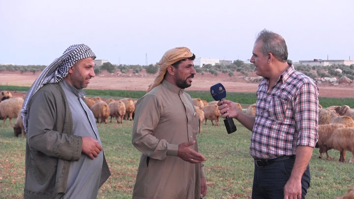 جولات: مهرجان الأغنام العربية