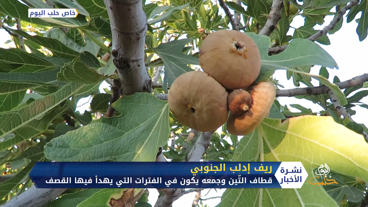 موسم التين… مخاطر وصعوبات في جني المحصول بريف إدلب الجنوبي