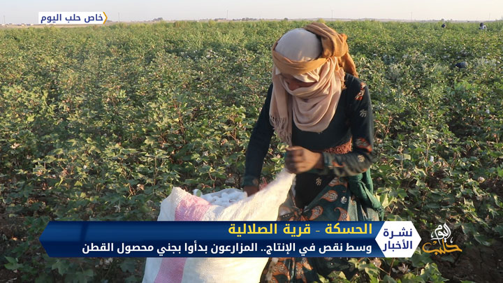 وسط نقص في الإنتاج وجودة منخفضة.. المزارعون بدأوا جني محصول القطن في محافظة الحسكة