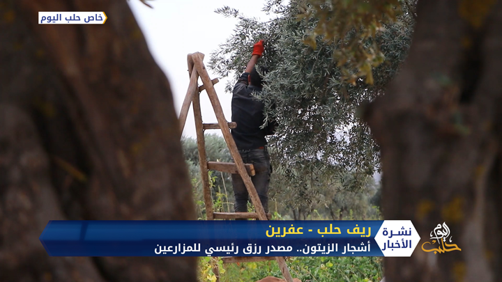 عفرين .. مزارعون يبدؤون قطاف ثمار الزيتون