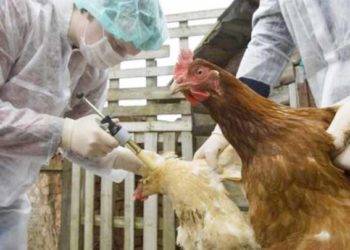 اليابان تعاني أسوأ انتشار لـ”إنفلونزا الطيور” وتعدم ملايين الطيور لديها!