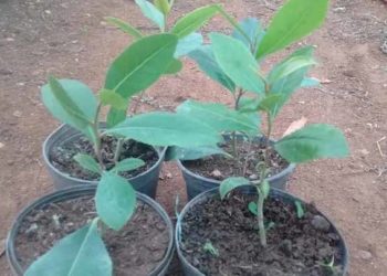 مزارع سوري ينجح بزراعة المتة.. ويؤكد إهمال حكومة النظام