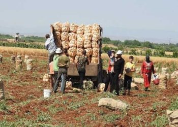 حكومة النظام تكشف عن قيمة الصادرات من المنتجات النباتية والحيوانية خلال العام الجاري