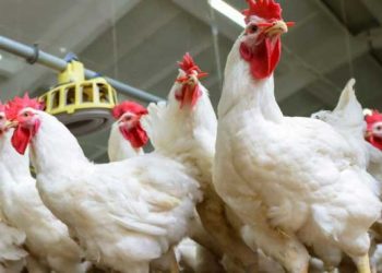 لا توقعات بانخفاض أسعار الفروج والبيض في مناطق النظام