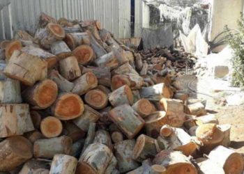 موقع محلي: حواجز النظام تشرف على عمليات قطع للأشجار في بساتين الغوطة الشرقية