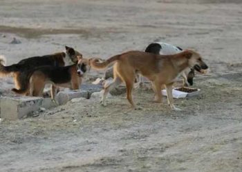 أهالي ريف دمشق يشتكون من انتشار الكلاب الشاردة والمسعورة وحكومة النظام تتجاهل