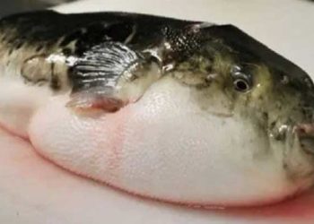 رغم التحذيرات من خطورتها.. تسمم عائلة جديدة بـ”سمكة البالون” في اللاذقية