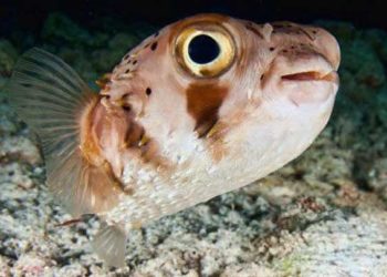 وفاة وحالتا إصابة لتناول “سمك سام” في طرطوس