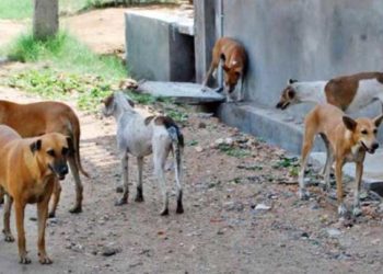 كلاب مسعورة تتسبب بوفاة طفلين في الغوطة الشرقية