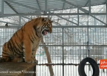 خارج السرب – نمر في حديقة الحيوانات يصدر صوت العصافير