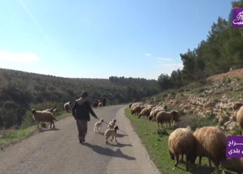 أفراح من بلدي – رحلات صيد على شاطئ بحيرة ميدانكي