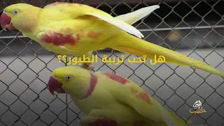 شببلك 48 – الجمعية السورية لمربي الطيور في تركيا