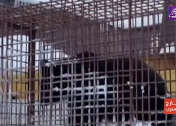 خارج السرب  – افتتاح مقهى للقطط في روسيا  وإنقاذ حياة طفلة في تركيا