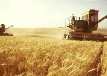 حكومة النظام ترفع سعر شراء كيلو القمح من المزارعين في مناطق سيطرتها