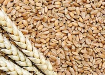 صراع بارد بين روسيا وقوات النظام على قمح ريف دمشق