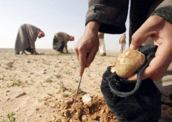 قوات النظام تلاحق جامعي الكمأ في بادية دير الزور 