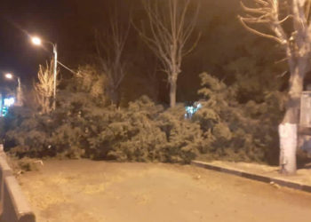 الرياح تقتلع أشجاراً وتقطع طريقاً في دمشق