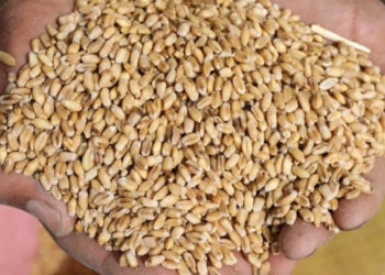 ريف دمشق.. ارتفاع بأسعار القمح وحكومة النظام تصر على تثبيت سعره المنخفض