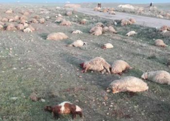 قتيل ونفوق مئات رؤوس الأغنام بهجوم مسلح على رعاة أغنام شرقي حماة