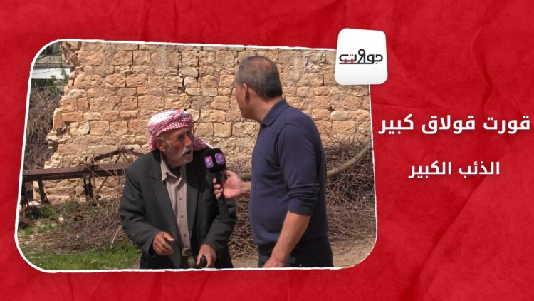 جولات: قورت قولاق.. الذئب الكبير