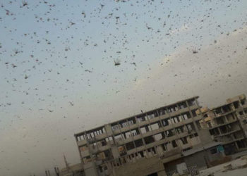 حملة أمنية مستمرة لقوات النظام وإفراج عن اثنين من معتقلي ريف دمشق