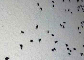 انتشار كبير للحشرات في ريف دمشق وحكومة النظام تنصح بعدم التخلص منها