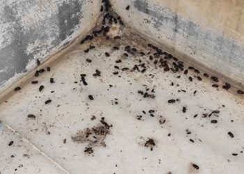 مجدداً.. الحشرات تغزو مدينة حماة