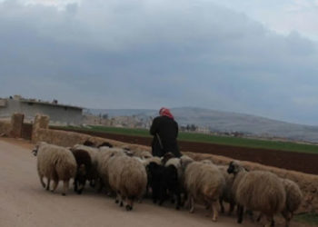 مقتل شابين وسرقة أغنام شمال الرقة