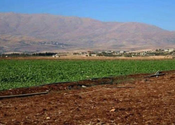 ريف دمشق.. مزارعون يتكبدون خسائر كبيرة بسبب تقلّبات الطقس